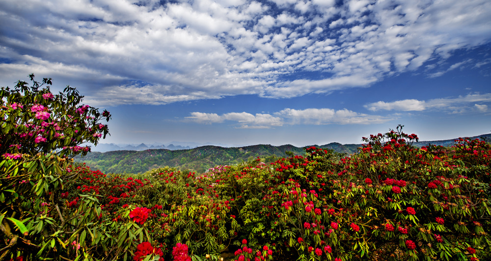 百里杜鹃风景名胜区