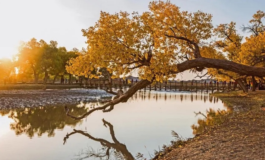 喀什泽普金湖杨景区